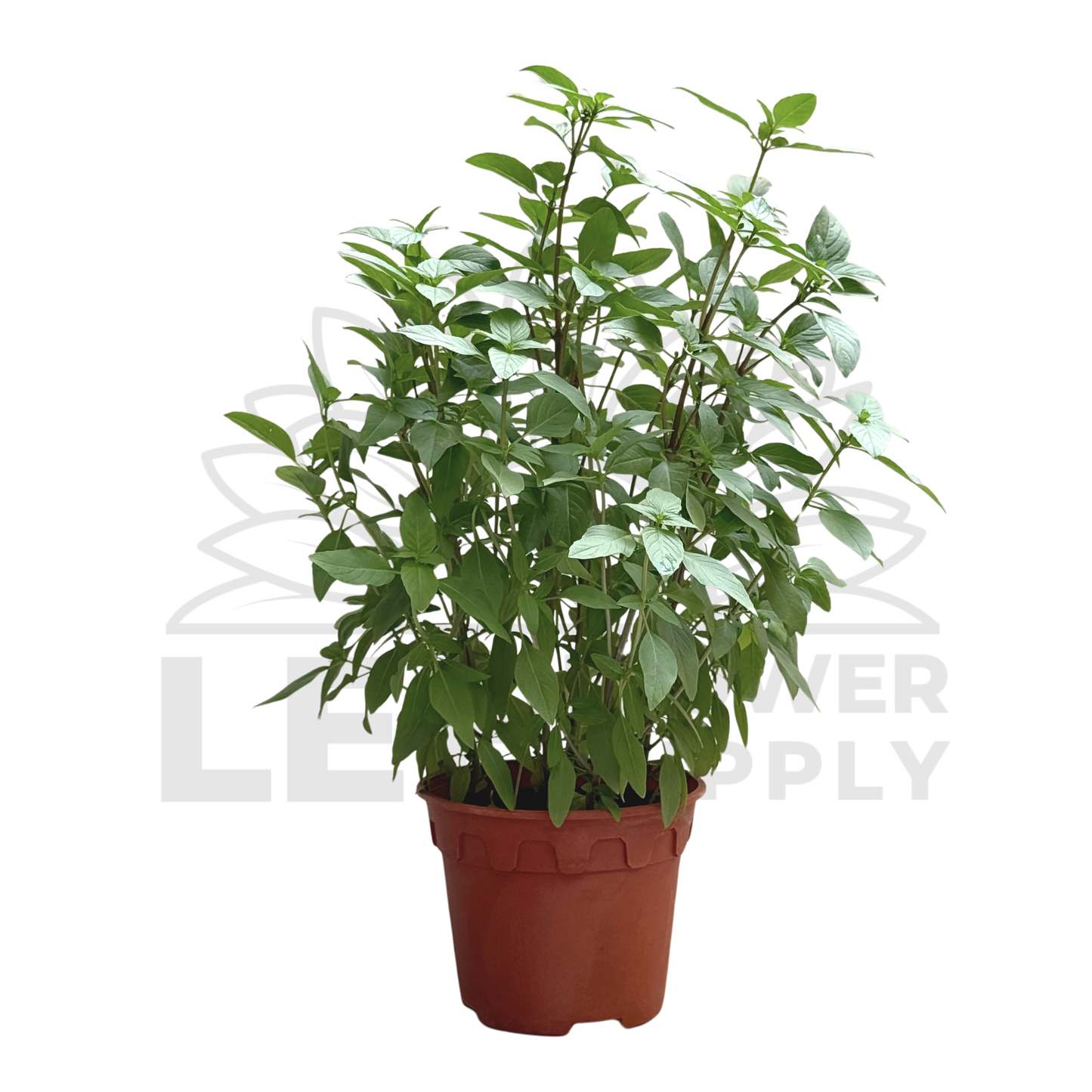 Thai Basil – Potted Plant (15cm)