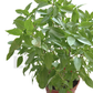 Thai Basil – Potted Plant (15cm)