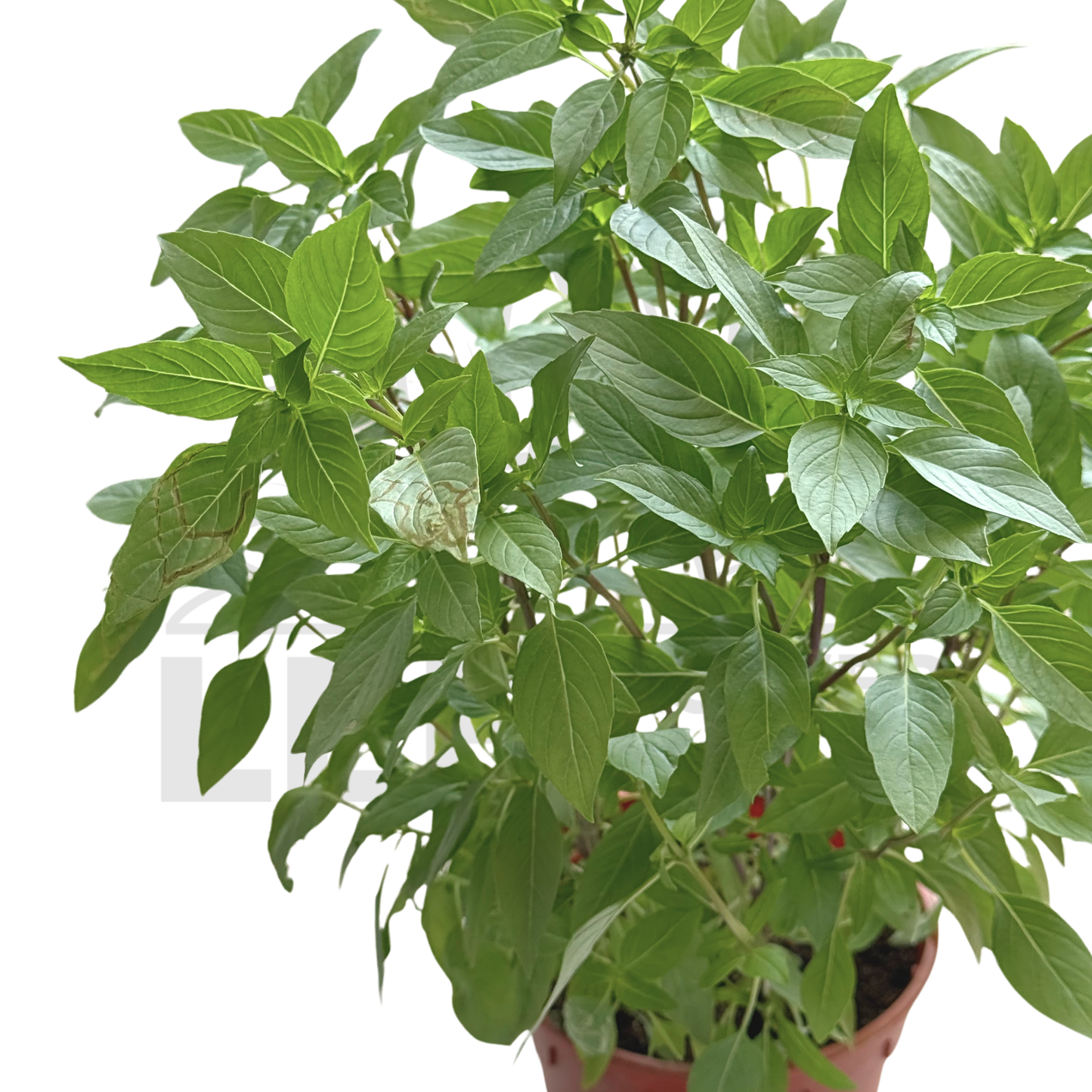 Thai Basil – Potted Plant (15cm)