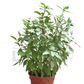 Thai Basil – Potted Plant (15cm)