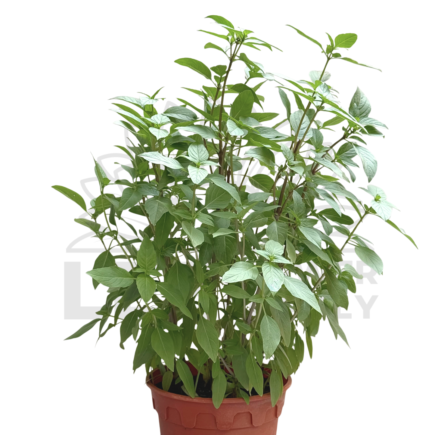 Thai Basil – Potted Plant (15cm)