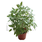 Thai Basil – Potted Plant (15cm)
