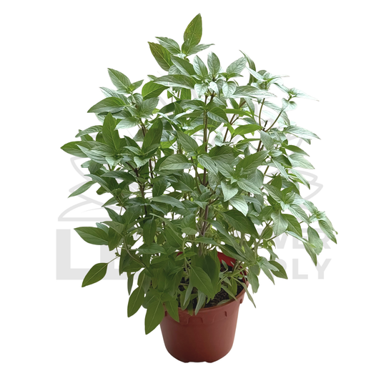 Thai Basil – Potted Plant (15cm)