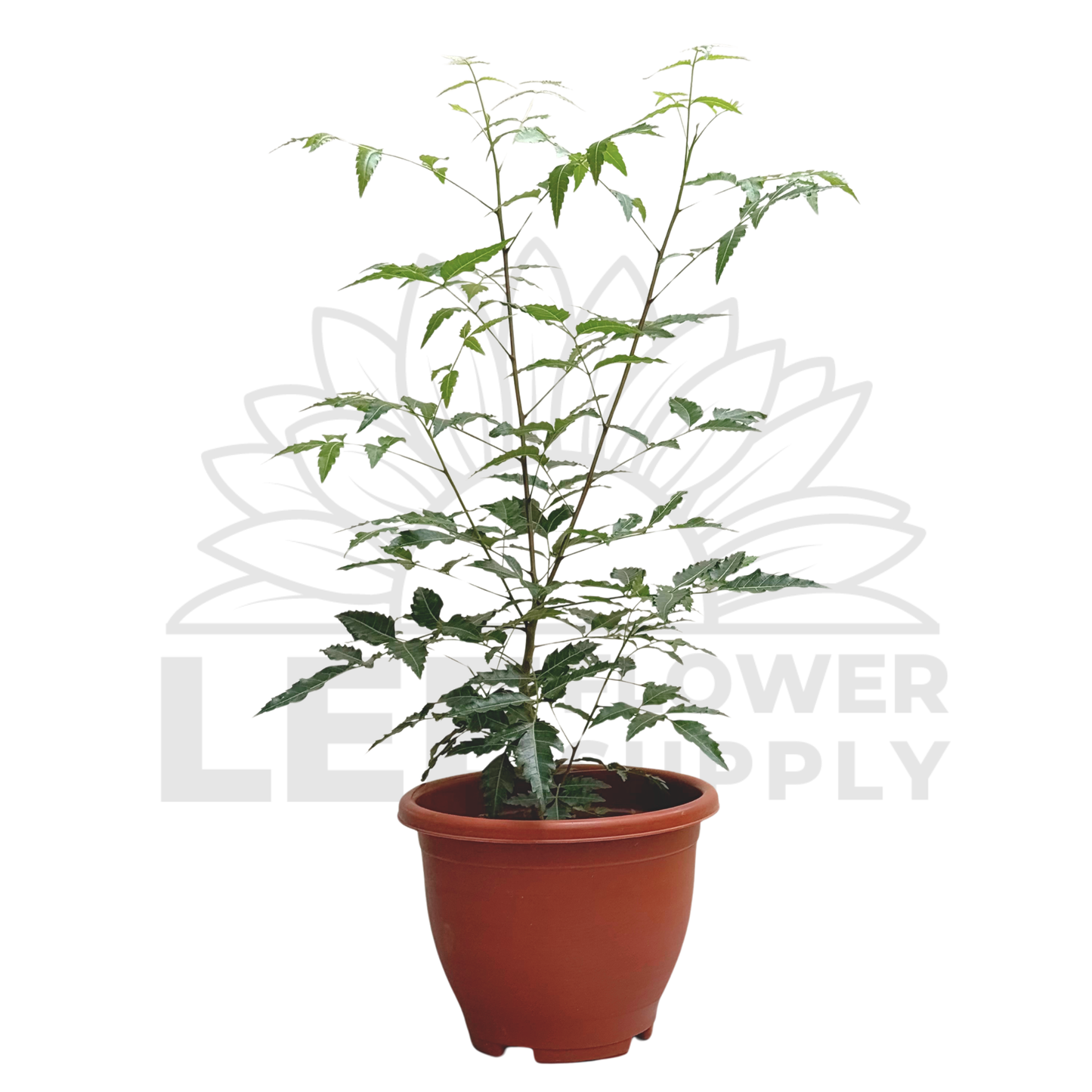 Neem Plant (Veppilai / Green Leaf) – Potted Plant (25cm)