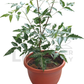 Neem Plant (Veppilai / Green Leaf) – Potted Plant (25cm)