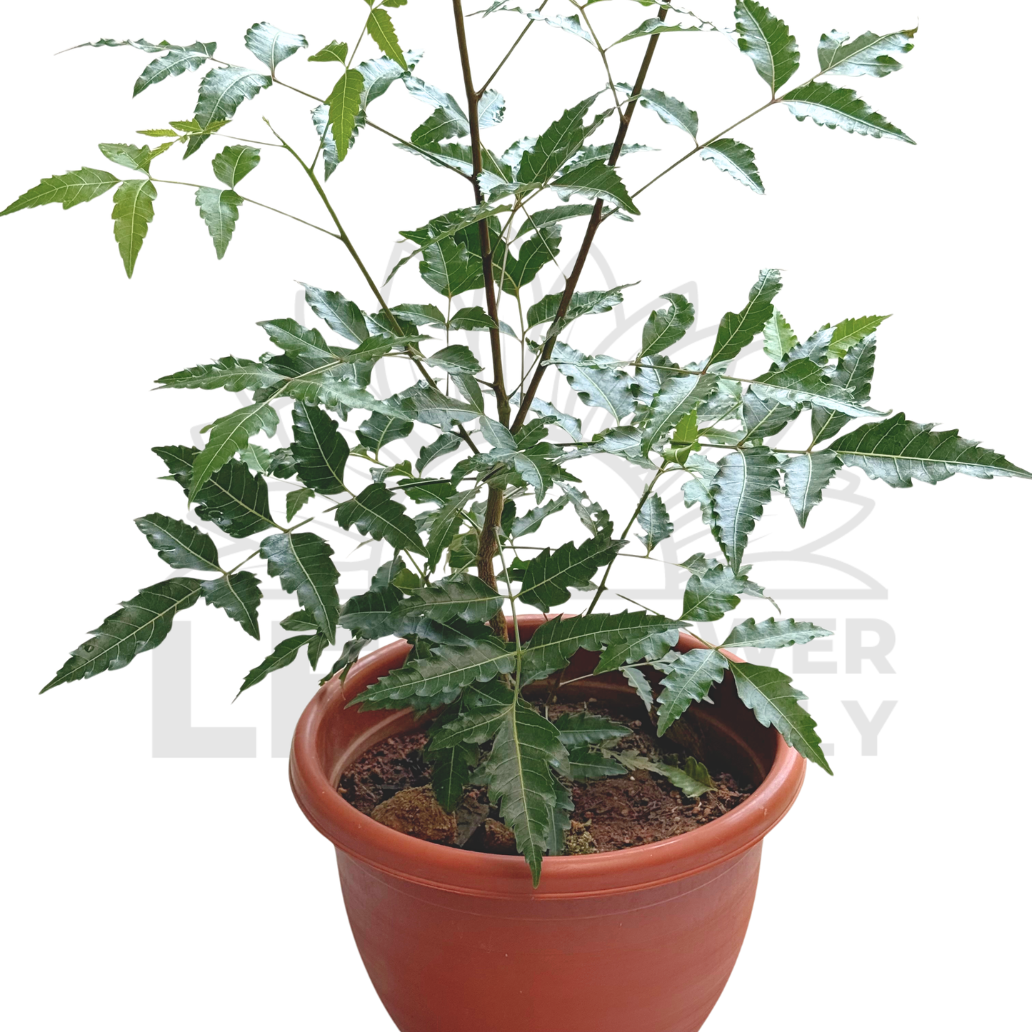 Neem Plant (Veppilai / Green Leaf) – Potted Plant (25cm)