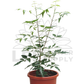 Neem Plant (Veppilai / Green Leaf) – Potted Plant (25cm)