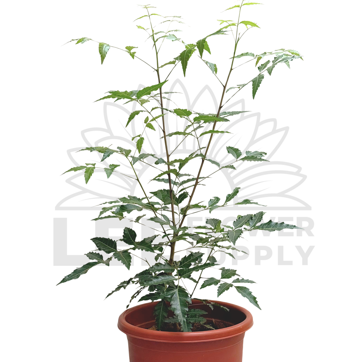 Neem Plant (Veppilai / Green Leaf) – Potted Plant (25cm)
