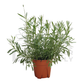 Lavender – Potted Plant (15cm)