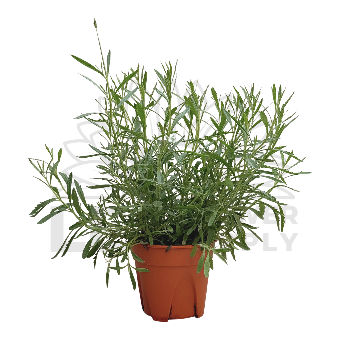 Lavender – Potted Plant (15cm)