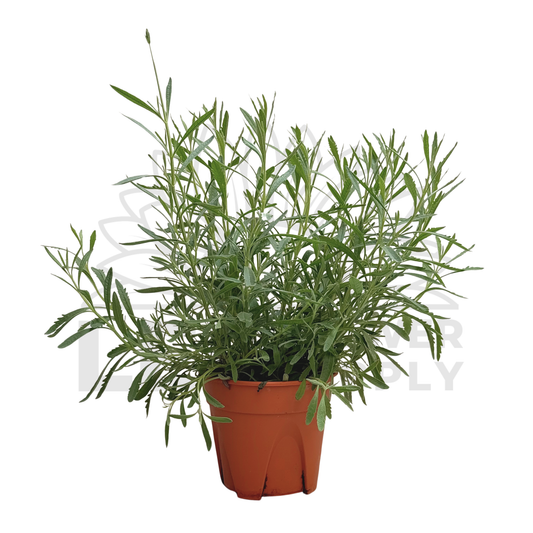 Lavender – Potted Plant (15cm)