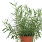 Lavender – Potted Plant (15cm)