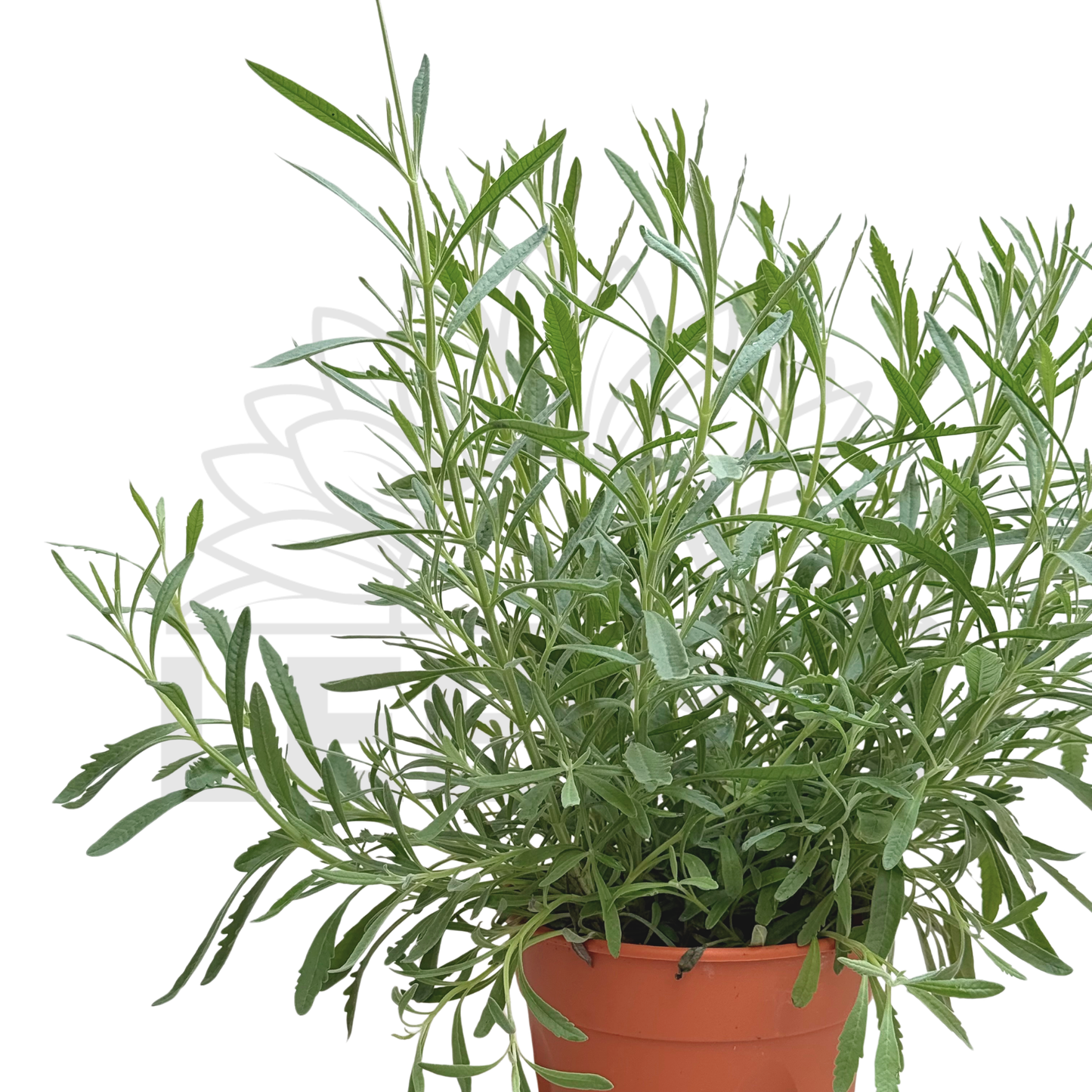Lavender – Potted Plant (15cm)