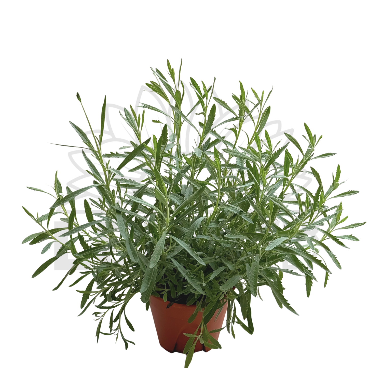 Lavender – Potted Plant (15cm)