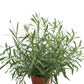 Lavender – Potted Plant (15cm)