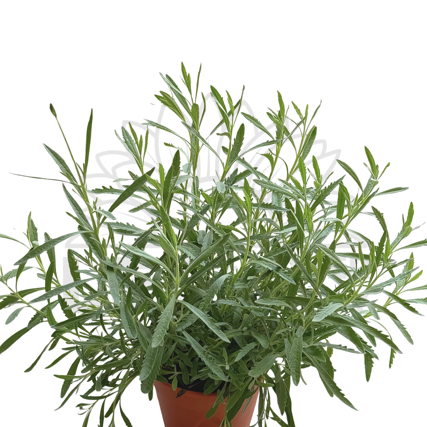 Lavender – Potted Plant (15cm)