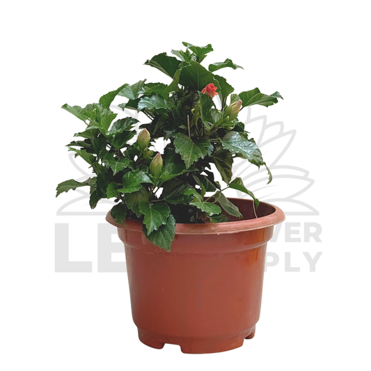Hibiscus Plant – Potted Plant (20cm)