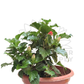 Hibiscus Plant – Potted Plant (20cm)