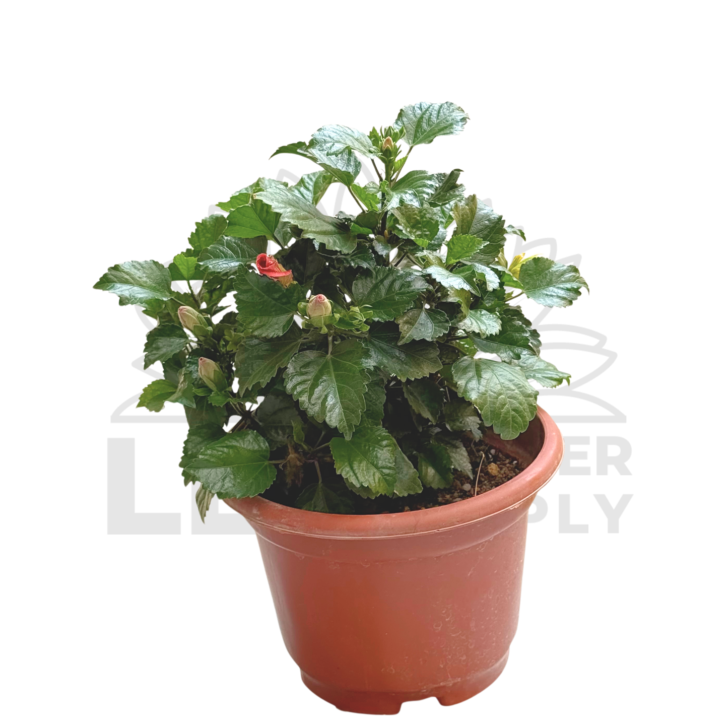 Hibiscus Plant – Potted Plant (20cm)