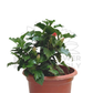 Hibiscus Plant – Potted Plant (20cm)