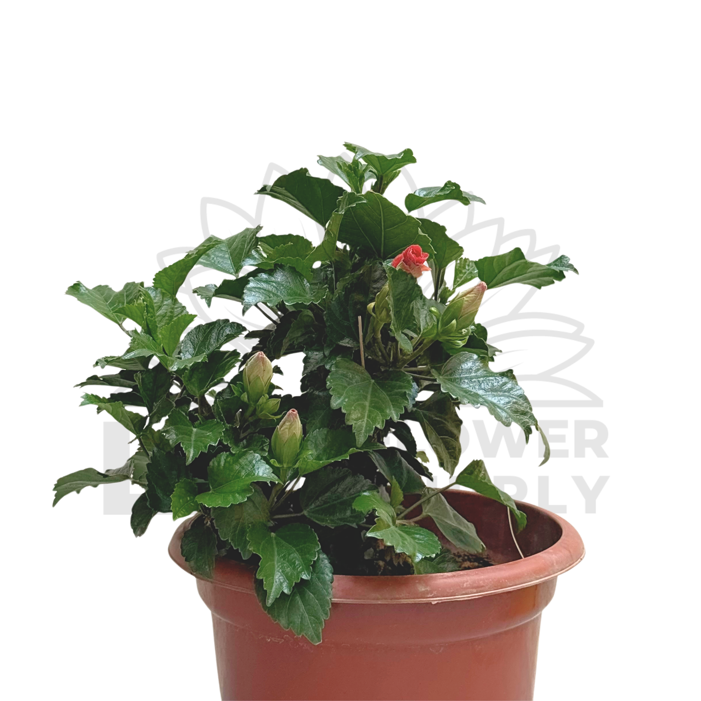 Hibiscus Plant – Potted Plant (20cm)