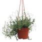 Creeping Rosemary – Potted Plant (15cm)