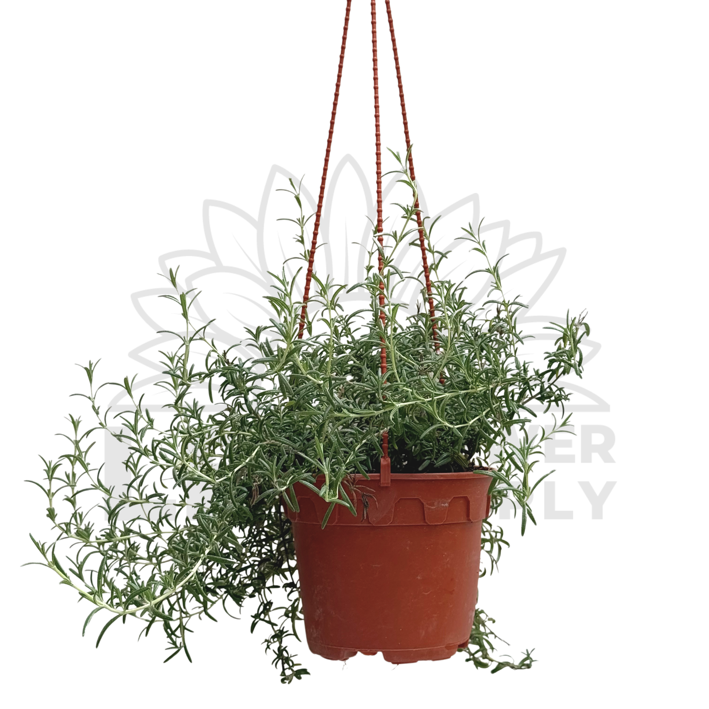 Creeping Rosemary – Potted Plant (15cm)