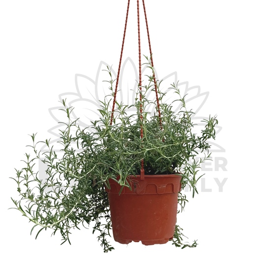 Creeping Rosemary – Potted Plant (15cm)