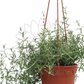 Creeping Rosemary – Potted Plant (15cm)