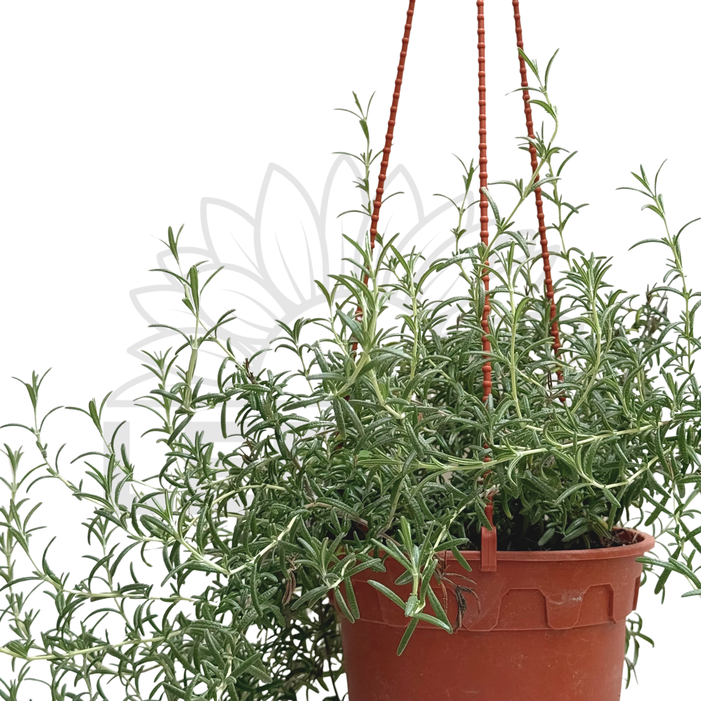 Creeping Rosemary – Potted Plant (15cm)