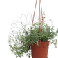 Creeping Rosemary – Potted Plant (15cm)