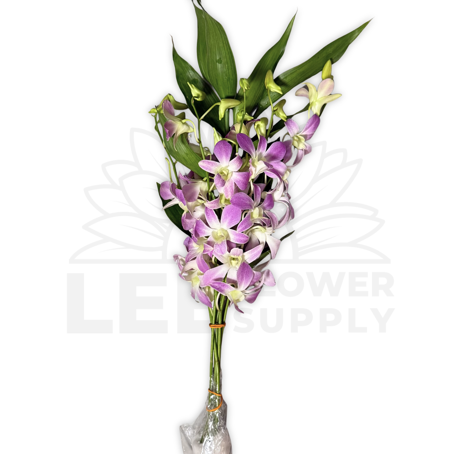 Orchid Stalk with Lotus Bamboo (5 Stalks)