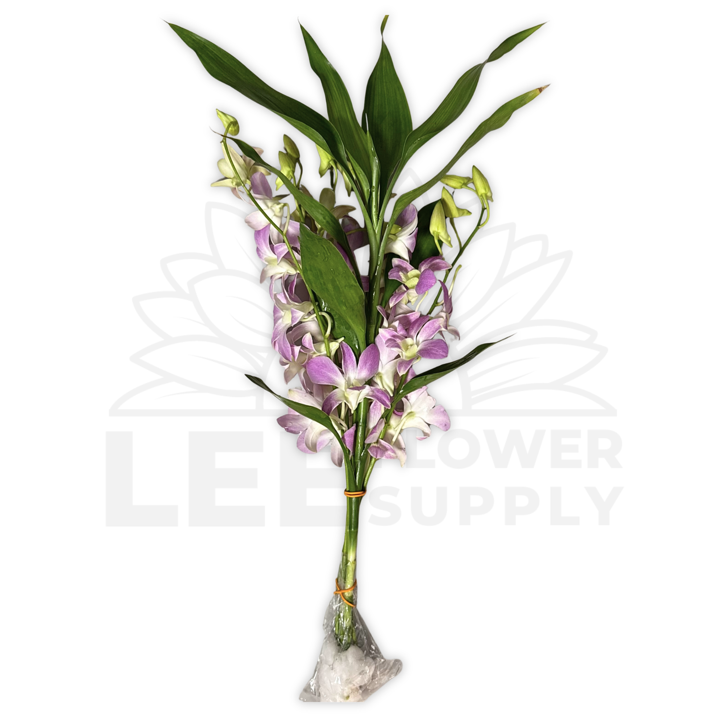 Orchid Stalk with Lotus Bamboo (5 Stalks)