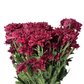 Chrysanthemum Stalk – Dark Red
