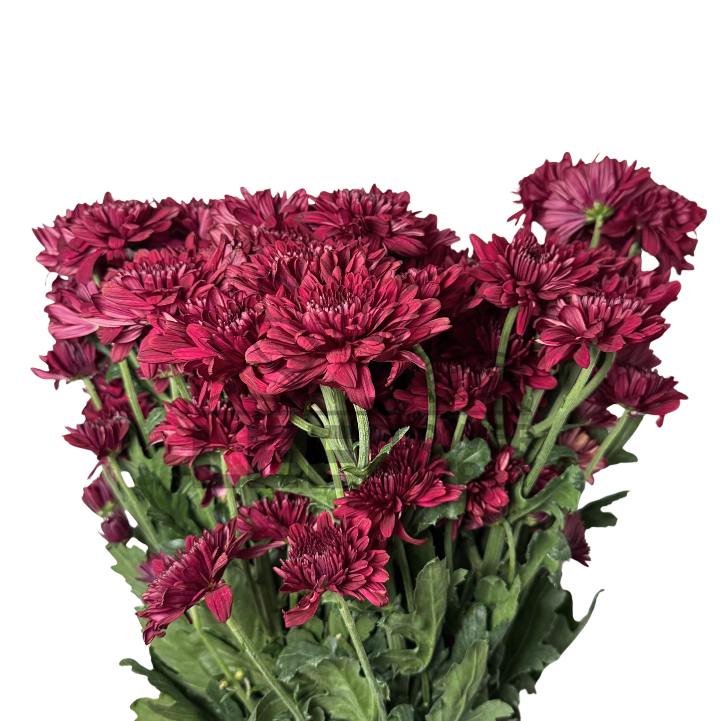 Chrysanthemum Stalk – Dark Red