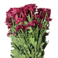 Chrysanthemum Stalk – Dark Red