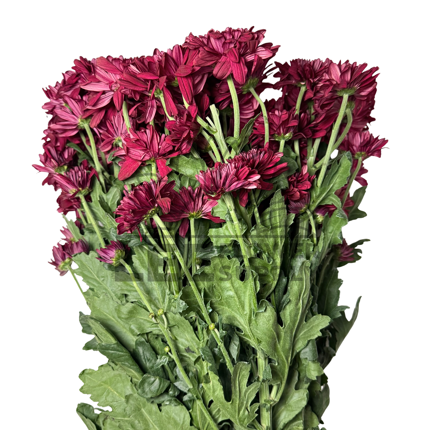 Chrysanthemum Stalk – Dark Red