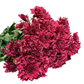 Chrysanthemum Stalk – Dark Red