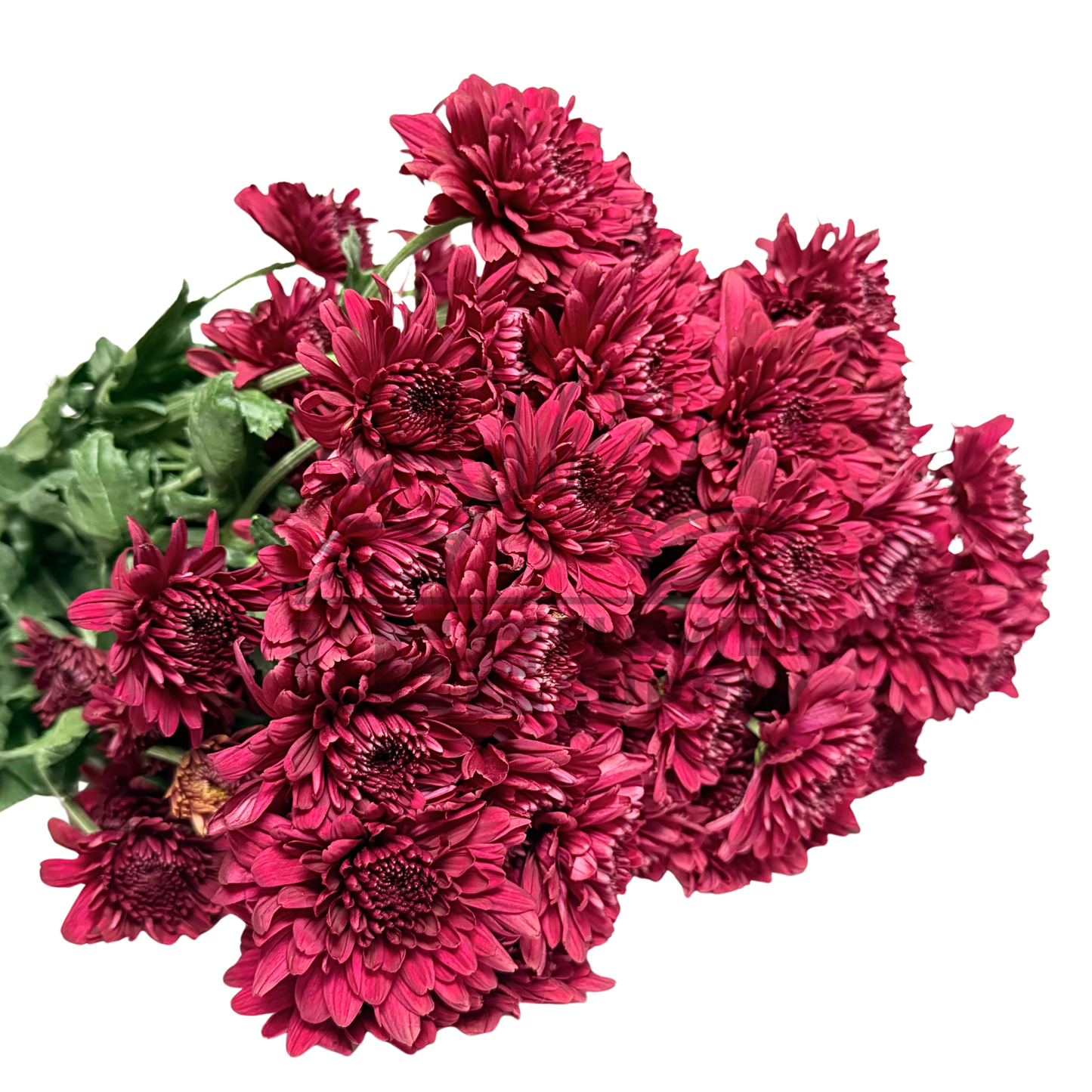 Chrysanthemum Stalk – Dark Red