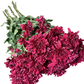 Chrysanthemum Stalk – Dark Red