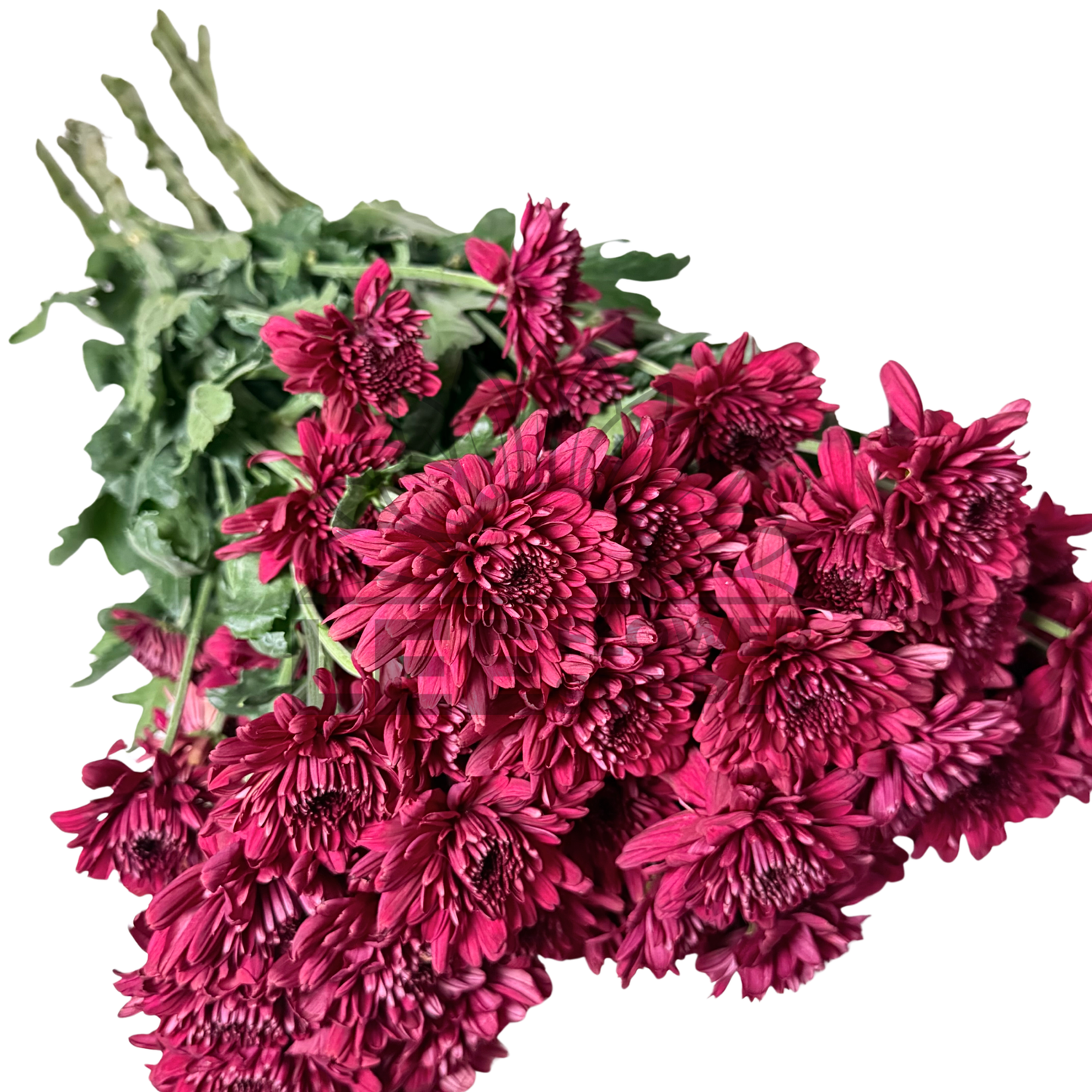 Chrysanthemum Stalk – Dark Red
