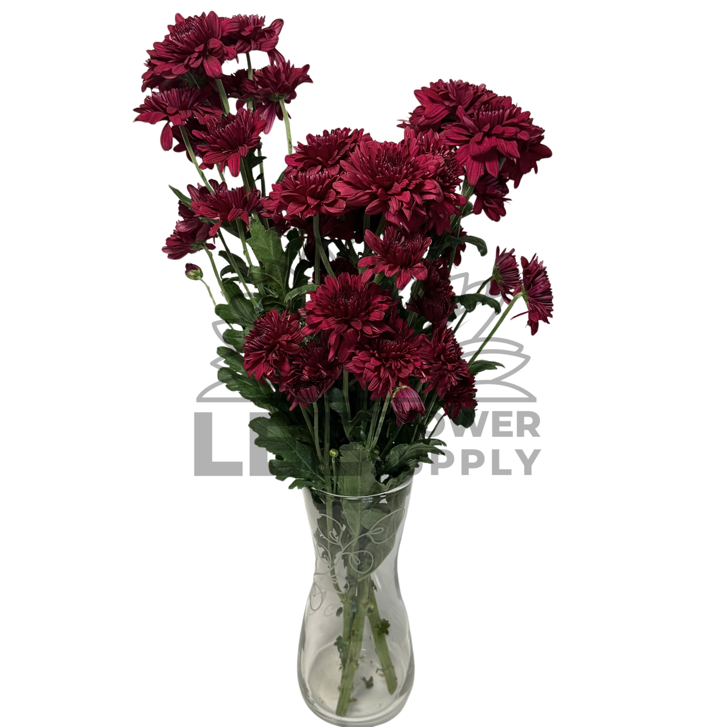 Chrysanthemum Stalk – Dark Red