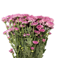 Chrysanthemum Stalk – Pink