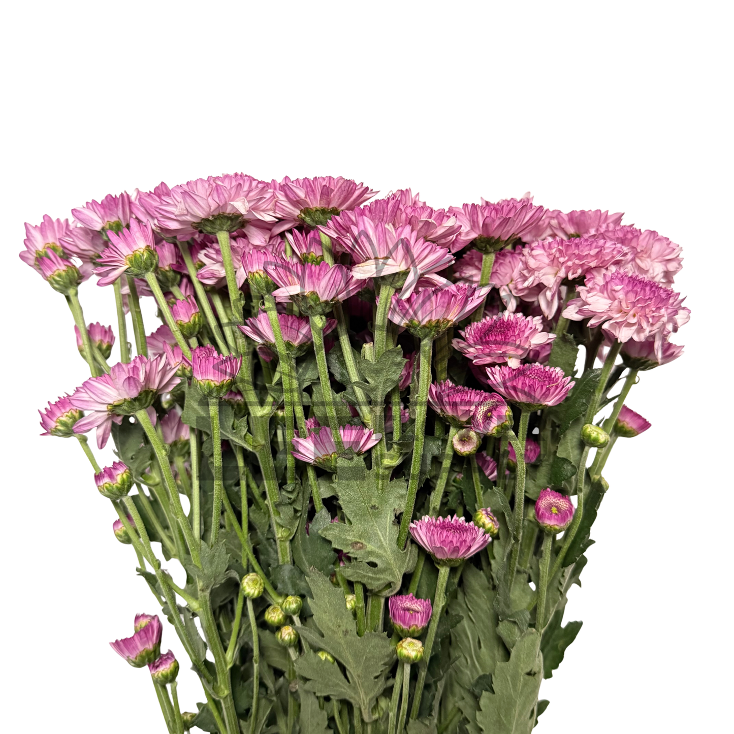 Chrysanthemum Stalk – Pink