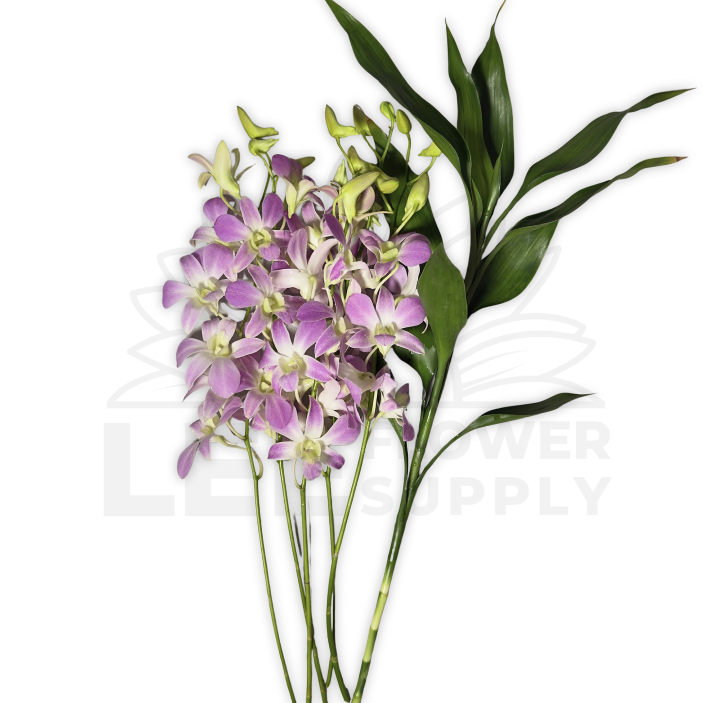 Orchid Stalk with Lotus Bamboo (5 Stalks)