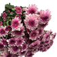Chrysanthemum Stalk – Pink