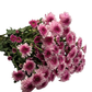 Chrysanthemum Stalk – Pink