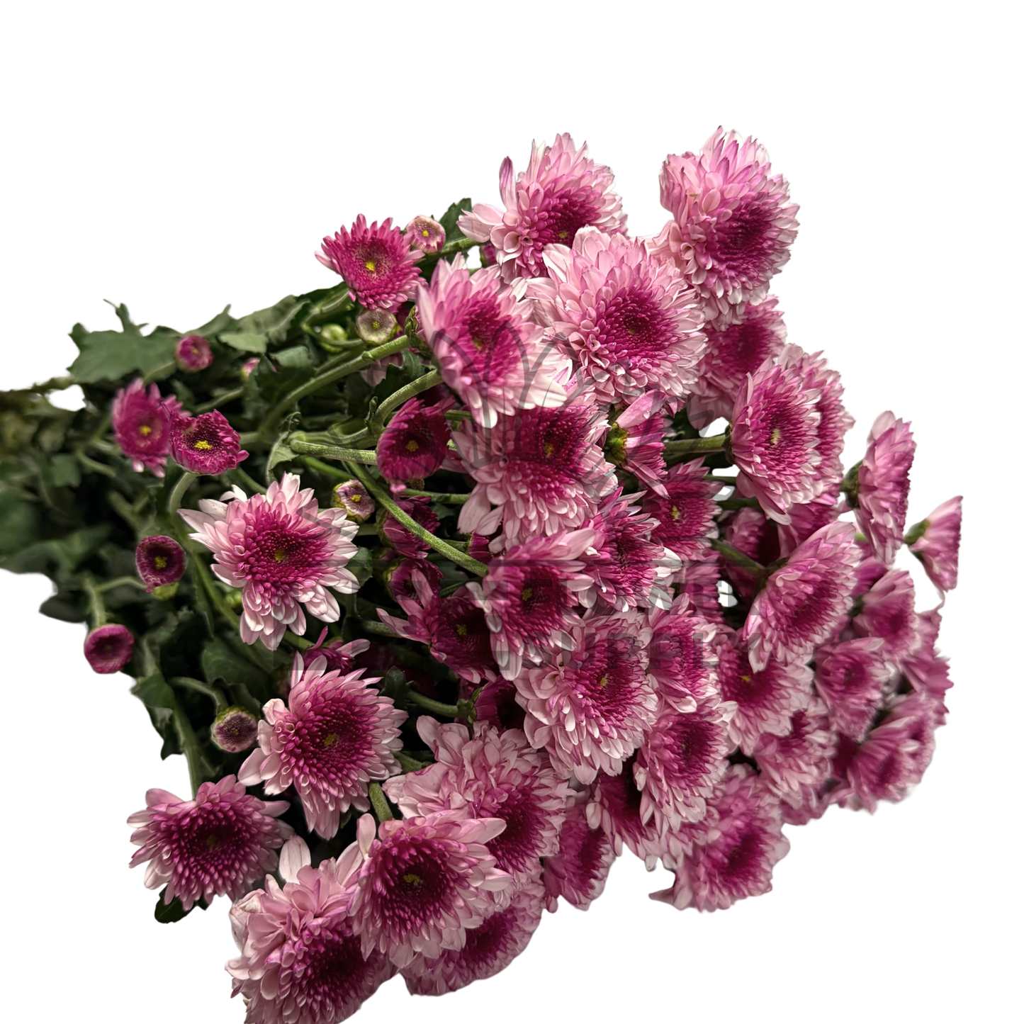 Chrysanthemum Stalk – Pink