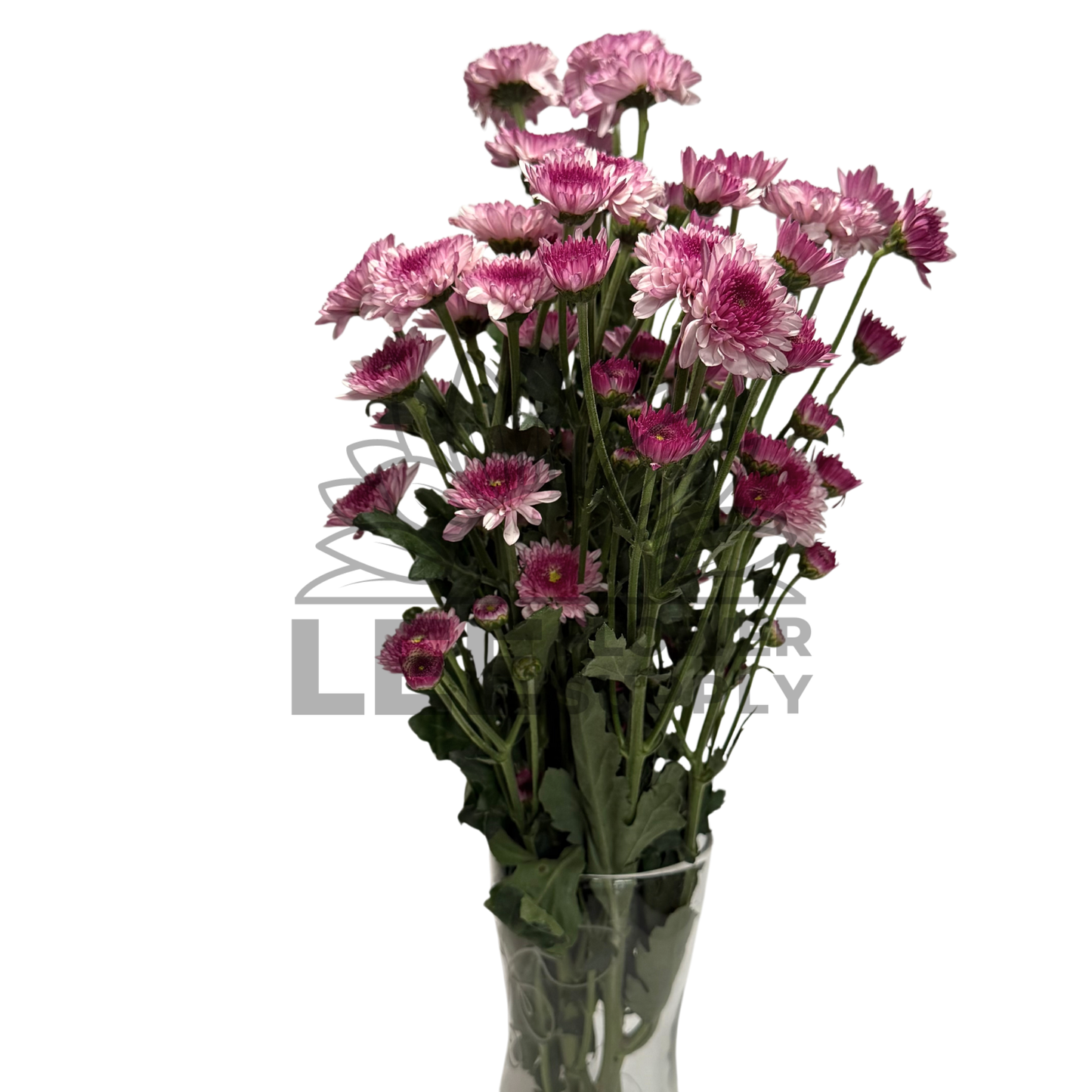 Chrysanthemum Stalk – Pink