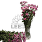 Chrysanthemum Stalk – Pink